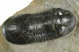 Paralejurus Trilobite Fossil - Atchana, Morocco #348418-1
